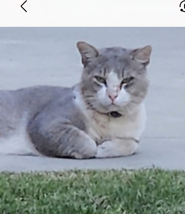 Pet