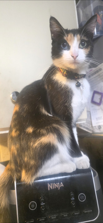Pet