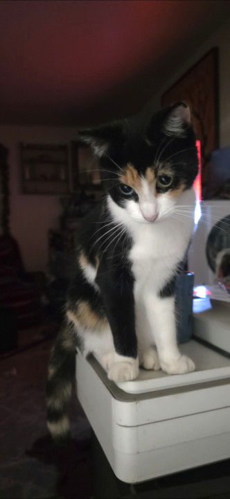 Pet