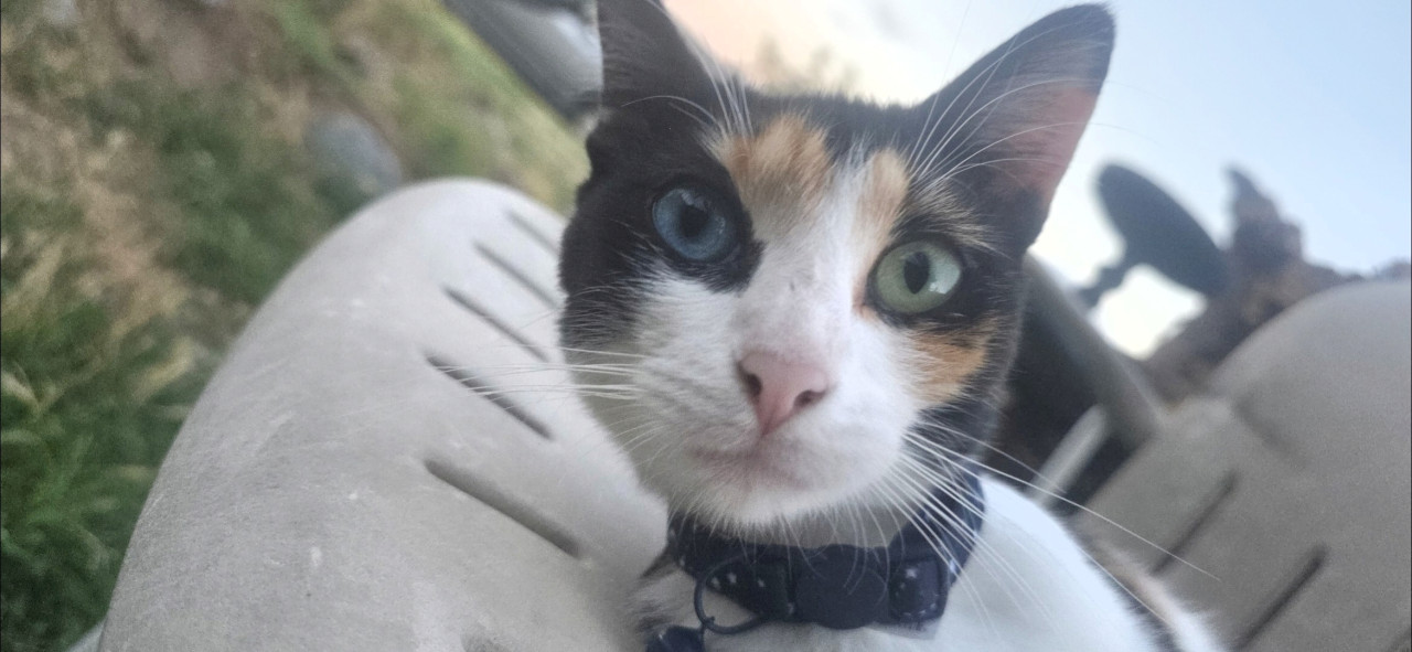 Pet