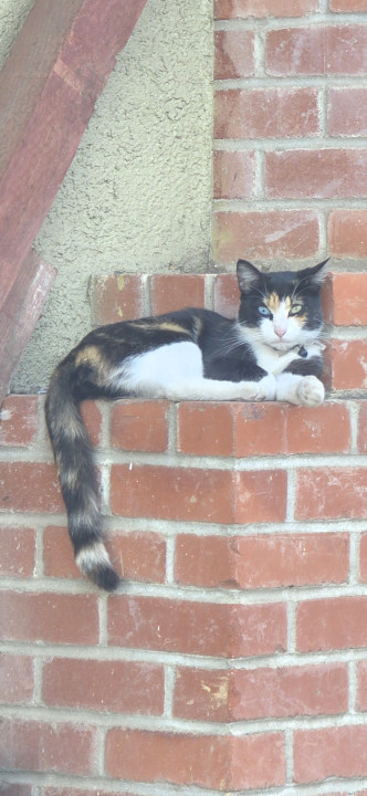 Pet