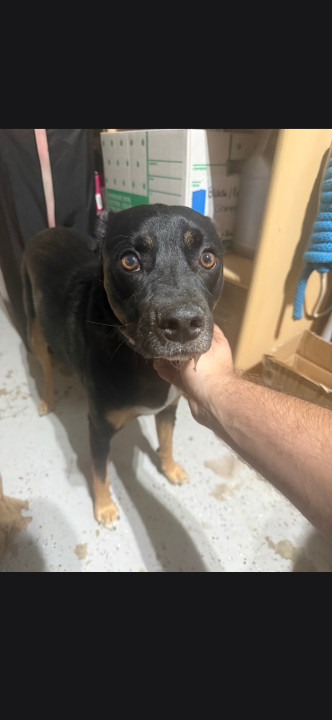 Pet
