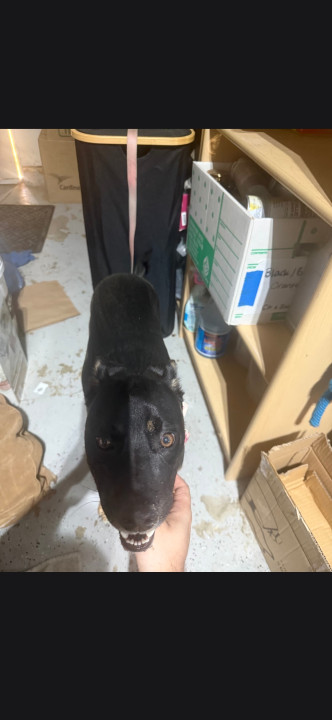 Pet