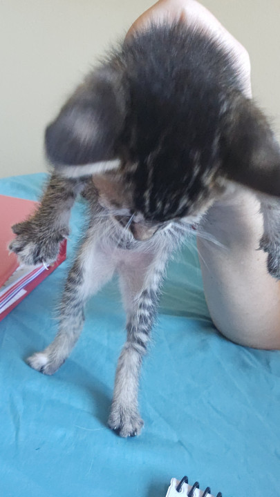 Pet