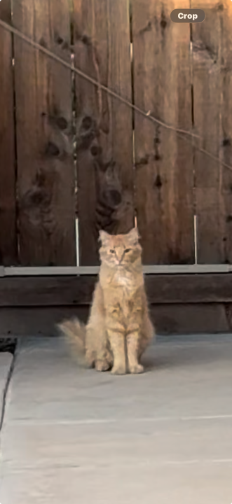 Pet