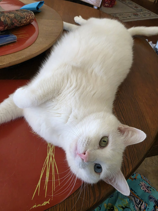 Pet