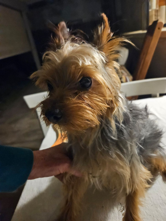 Pet