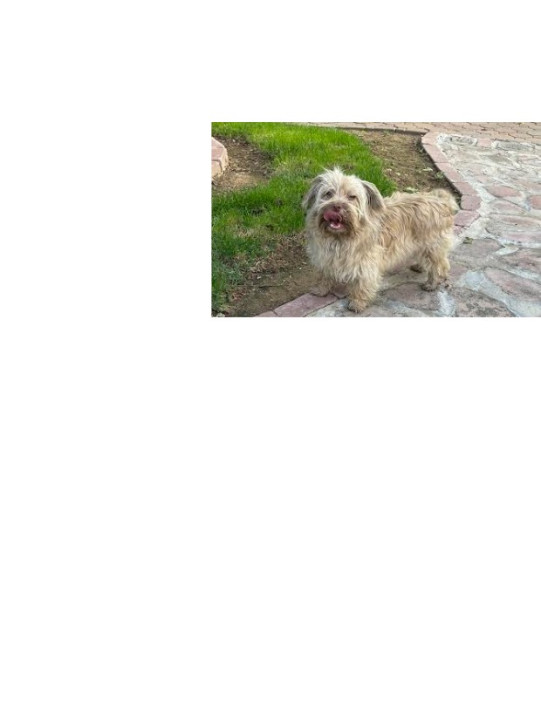 Pet