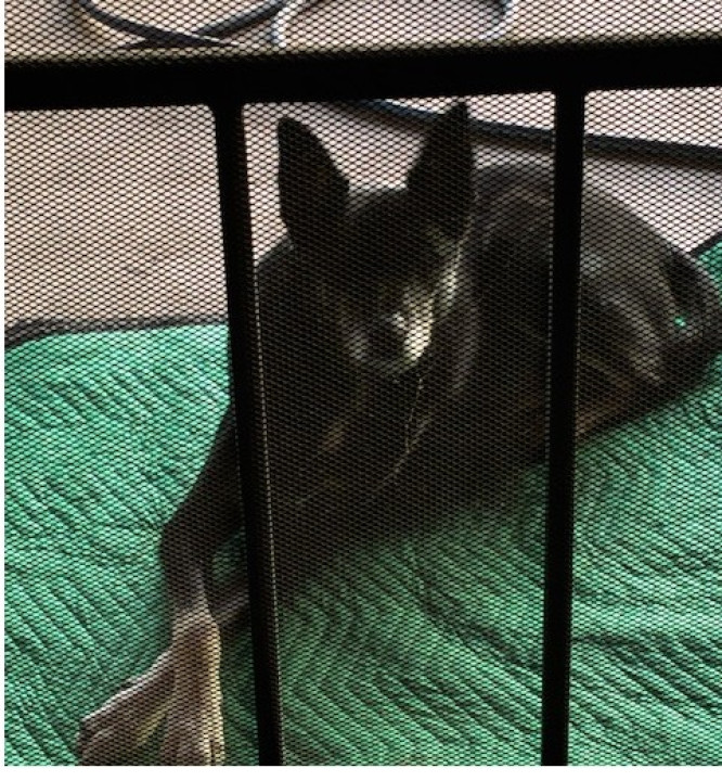 Pet