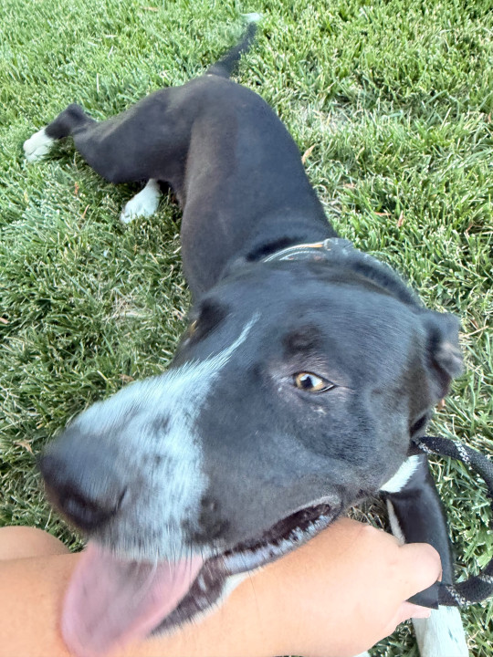 Pet