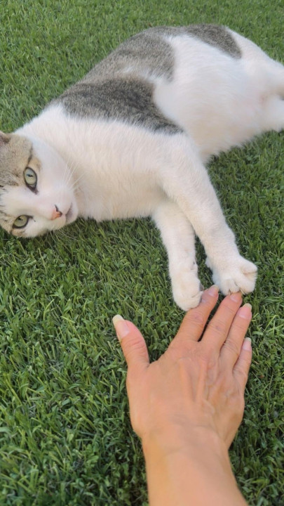 Pet