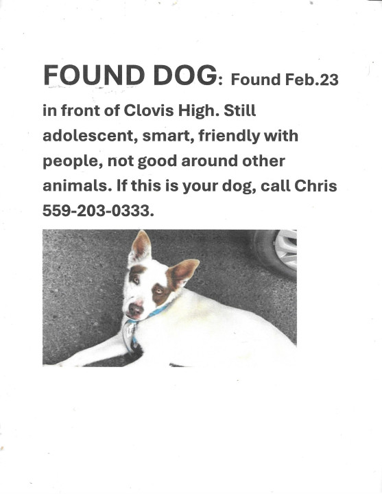 Pet