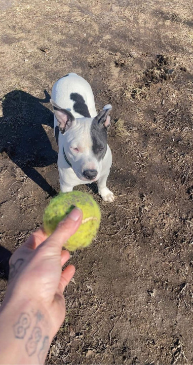 Pet