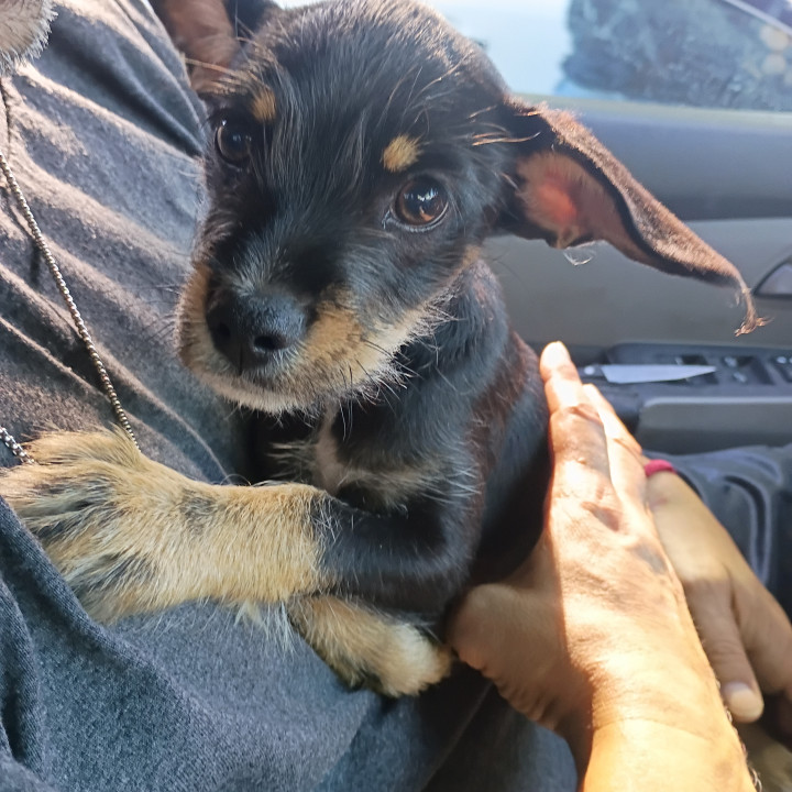 Pet