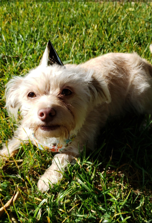 Pet