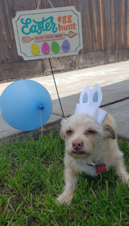 Pet