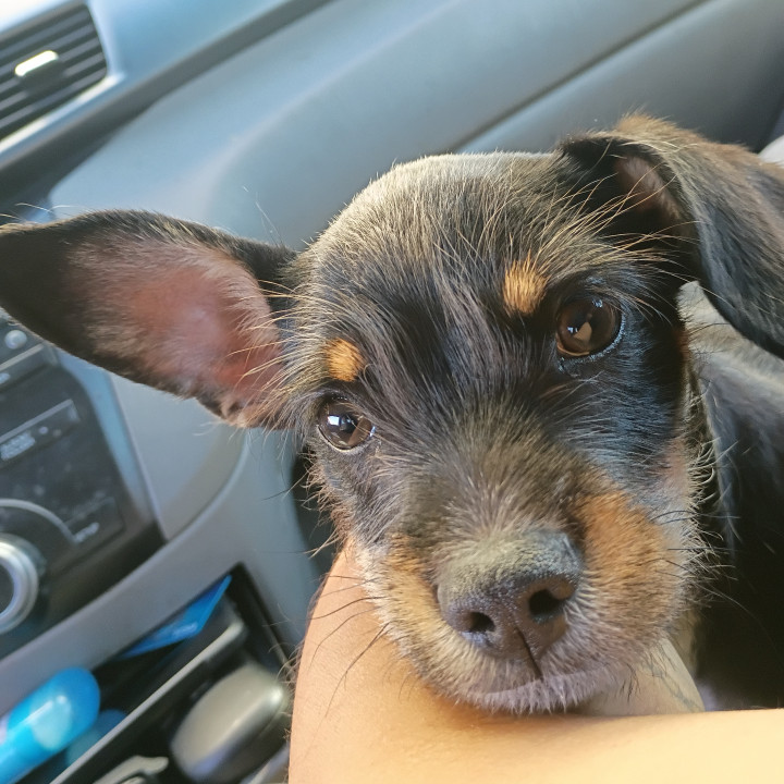 Pet
