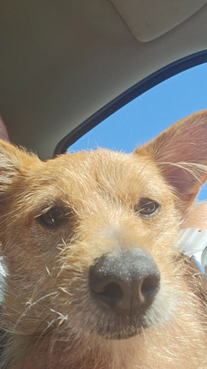 Pet
