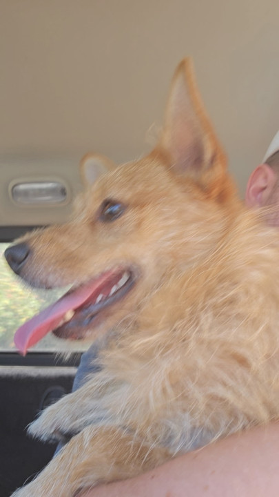 Pet