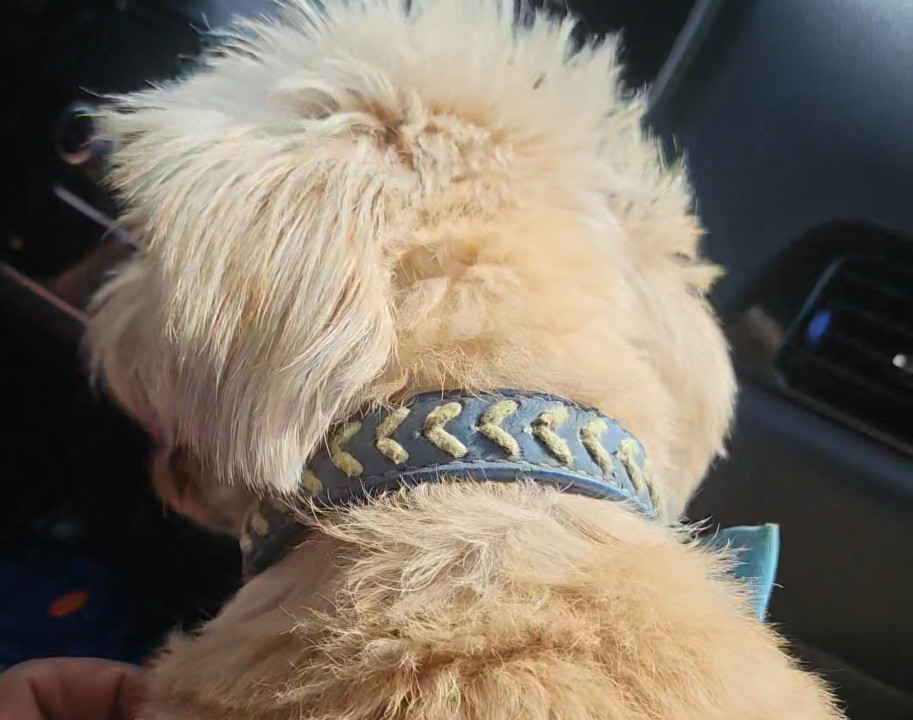 Pet