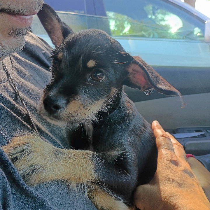 Pet