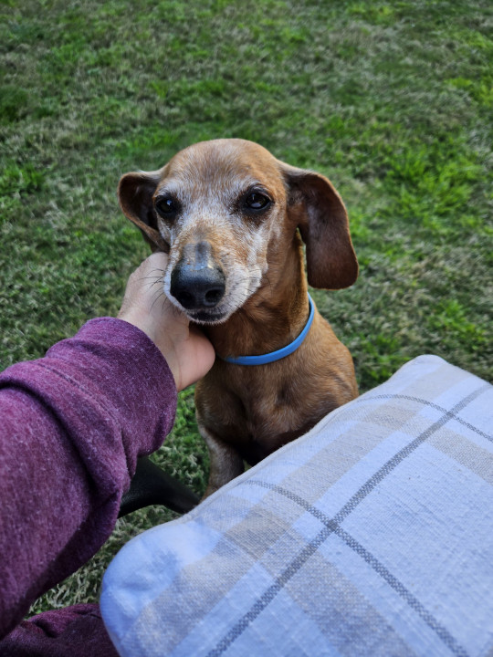Pet